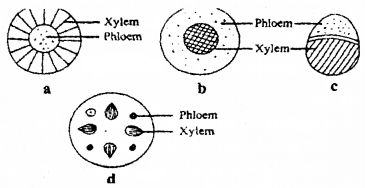 Plus One Botany Chapter Wise Questions and Answers Chapter 7 Transport in Plants 2M Q25