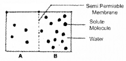 Plus One Botany Chapter Wise Questions and Answers Chapter 7 Transport in Plants 3M Q4