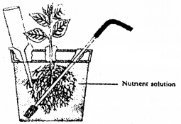 Plus One Botany Chapter Wise Questions and Answers Chapter 8 Mineral Nutrition 2M Q12