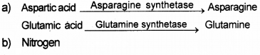 Plus One Botany Chapter Wise Questions and Answers Chapter 8 Mineral Nutrition 2M Q16