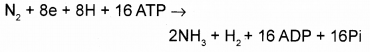 Plus One Botany Chapter Wise Questions and Answers Chapter 8 Mineral Nutrition 3M Q5