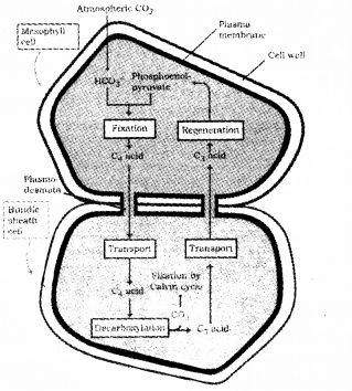 Plus One Botany Chapter Wise Questions and Answers Chapter 9 Photosynthesis in Higher Plants 2M Q1