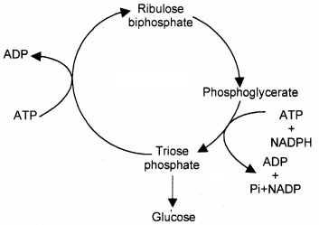 Plus One Botany Chapter Wise Questions and Answers Chapter 9 Photosynthesis in Higher Plants 2M Q12