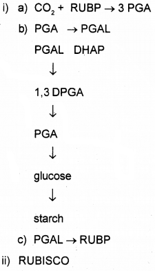 Plus One Botany Chapter Wise Questions and Answers Chapter 9 Photosynthesis in Higher Plants 2M Q9.1