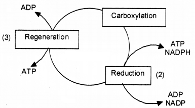 Plus One Botany Chapter Wise Questions and Answers Chapter 9 Photosynthesis in Higher Plants 2M Q9