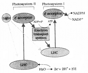 Plus One Botany Chapter Wise Questions and Answers Chapter 9 Photosynthesis in Higher Plants 3M Q1