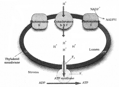 Plus One Botany Chapter Wise Questions and Answers Chapter 9 Photosynthesis in Higher Plants 3M Q11