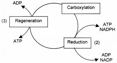 Plus One Botany Chapter Wise Questions and Answers Chapter 9 Photosynthesis in Higher Plants 3M Q12