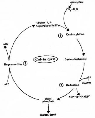 Plus One Botany Chapter Wise Questions and Answers Chapter 9 Photosynthesis in Higher Plants 3M Q13.1