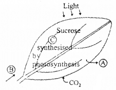 Plus One Botany Chapter Wise Questions and Answers Chapter 9 Photosynthesis in Higher Plants 3M Q13