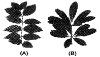 Plus One Botany Improvement Question Paper Say 2018, 1