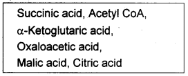 Plus One Botany Model Question Paper 1, 2