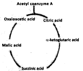 Plus One Botany Model Question Paper 1, 3