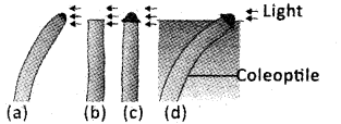 Plus One Botany Model Question Paper 1, 5