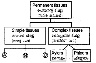 Plus One Botany Model Question Paper 1, 7