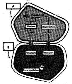 Plus One Botany Model Question Paper 1, 8