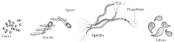 Plus One Botany Notes Chapter 1 Biological Classification 2