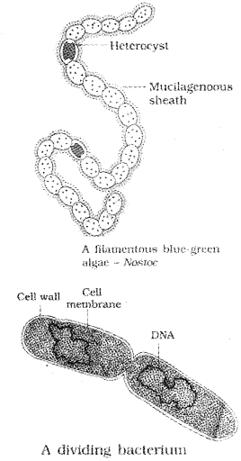 Plus One Botany Notes Chapter 1 Biological Classification 3