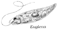 Plus One Botany Notes Chapter 1 Biological Classification 4