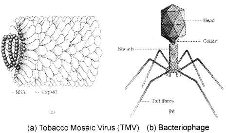 Plus One Botany Notes Chapter 1 Biological Classification 7