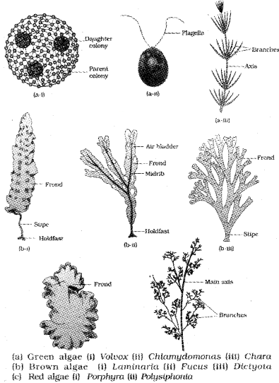 Plus One Botany Notes Chapter 2 Plant Kingdom 1