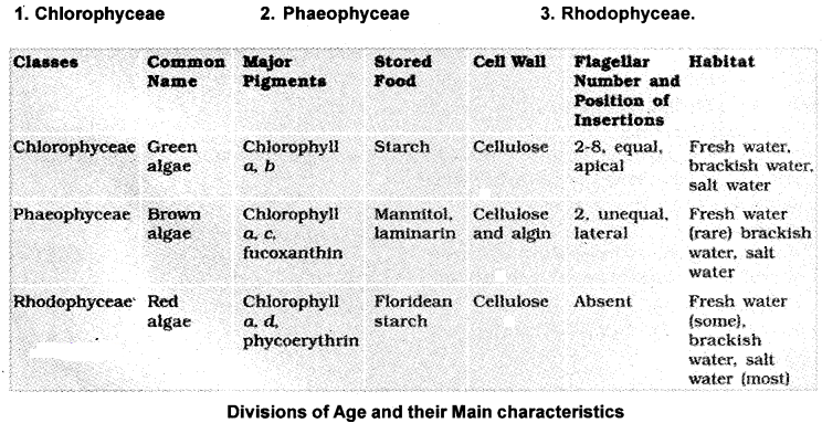 Plus One Botany Notes Chapter 2 Plant Kingdom 2