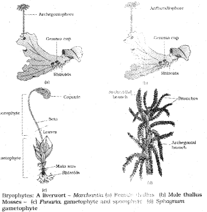 Plus One Botany Notes Chapter 2 Plant Kingdom 3