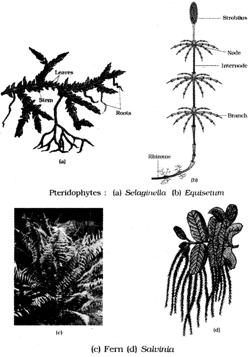 Plus One Botany Notes Chapter 2 Plant Kingdom 4