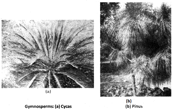 Plus One Botany Notes Chapter 2 Plant Kingdom 5