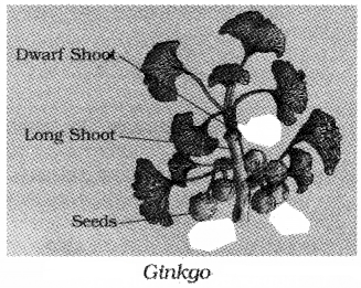 Plus One Botany Notes Chapter 2 Plant Kingdom 6