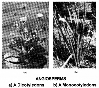 Plus One Botany Notes Chapter 2 Plant Kingdom 7