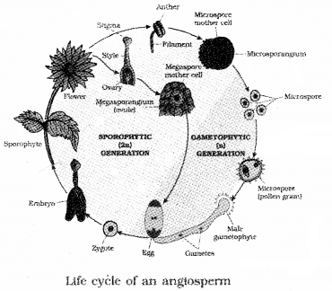 Plus One Botany Notes Chapter 2 Plant Kingdom 8