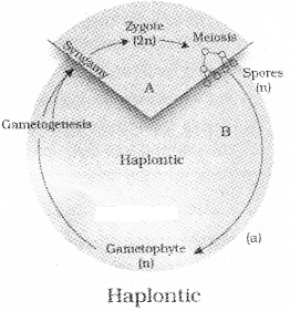 Plus One Botany Notes Chapter 2 Plant Kingdom 9