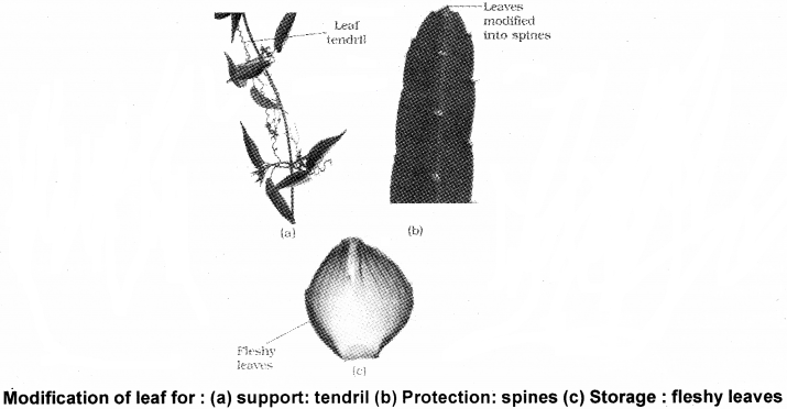 Plus One Botany Notes Chapter 3 Morphology of Flowering Plants 11