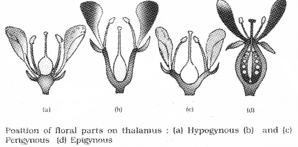 Plus One Botany Notes Chapter 3 Morphology of Flowering Plants 13