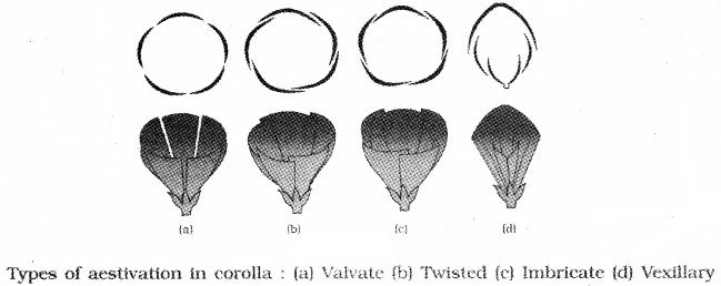 Plus One Botany Notes Chapter 3 Morphology of Flowering Plants 15