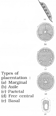 Plus One Botany Notes Chapter 3 Morphology of Flowering Plants 16