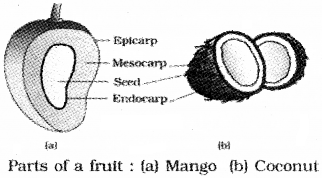 Plus One Botany Notes Chapter 3 Morphology of Flowering Plants 17