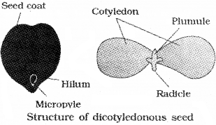 Plus One Botany Notes Chapter 3 Morphology of Flowering Plants 18