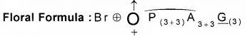 Plus One Botany Notes Chapter 3 Morphology of Flowering Plants 25