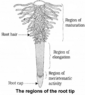 Plus One Botany Notes Chapter 3 Morphology of Flowering Plants 3