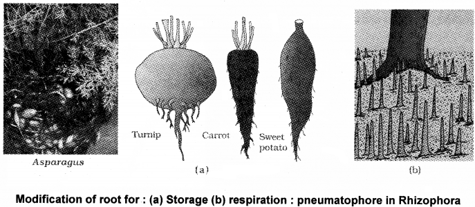 Plus One Botany Notes Chapter 3 Morphology of Flowering Plants 5