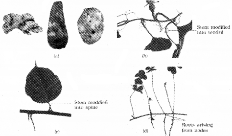 Plus One Botany Notes Chapter 3 Morphology of Flowering Plants 6