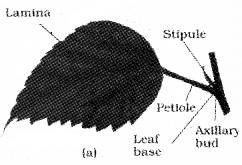 Plus One Botany Notes Chapter 3 Morphology of Flowering Plants 7