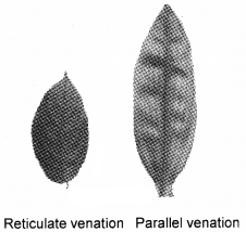 Plus One Botany Notes Chapter 3 Morphology of Flowering Plants 8