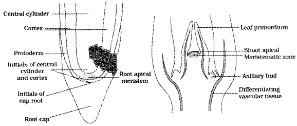 Plus One Botany Notes Chapter 4 Anatomy of Flowering Plants 1