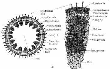 Plus One Botany Notes Chapter 4 Anatomy of Flowering Plants 10