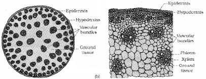 Plus One Botany Notes Chapter 4 Anatomy of Flowering Plants 11