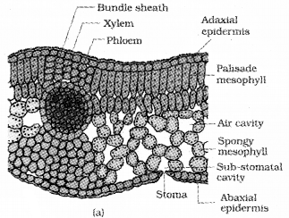 Plus One Botany Notes Chapter 4 Anatomy of Flowering Plants 12