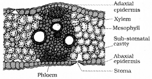 Plus One Botany Notes Chapter 4 Anatomy of Flowering Plants 13